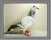 CRO-23-00685 CRO-23-00685
